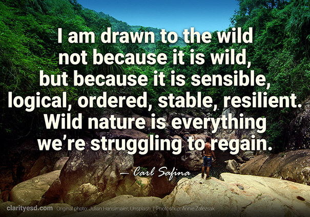 I am drawn to the wild not because it is wild, but because it is sensible, logical, ordered, stable, resilient. Wild nature is everything we're struggling to regain.