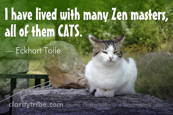 I have lived with many Zen masters, all of them CATS.
